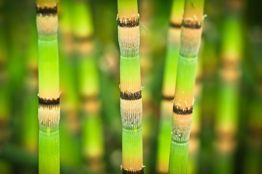 You asked, we answered: The Bamboo Series
