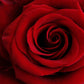 Really Rose Bath Bombs (5 oz.)